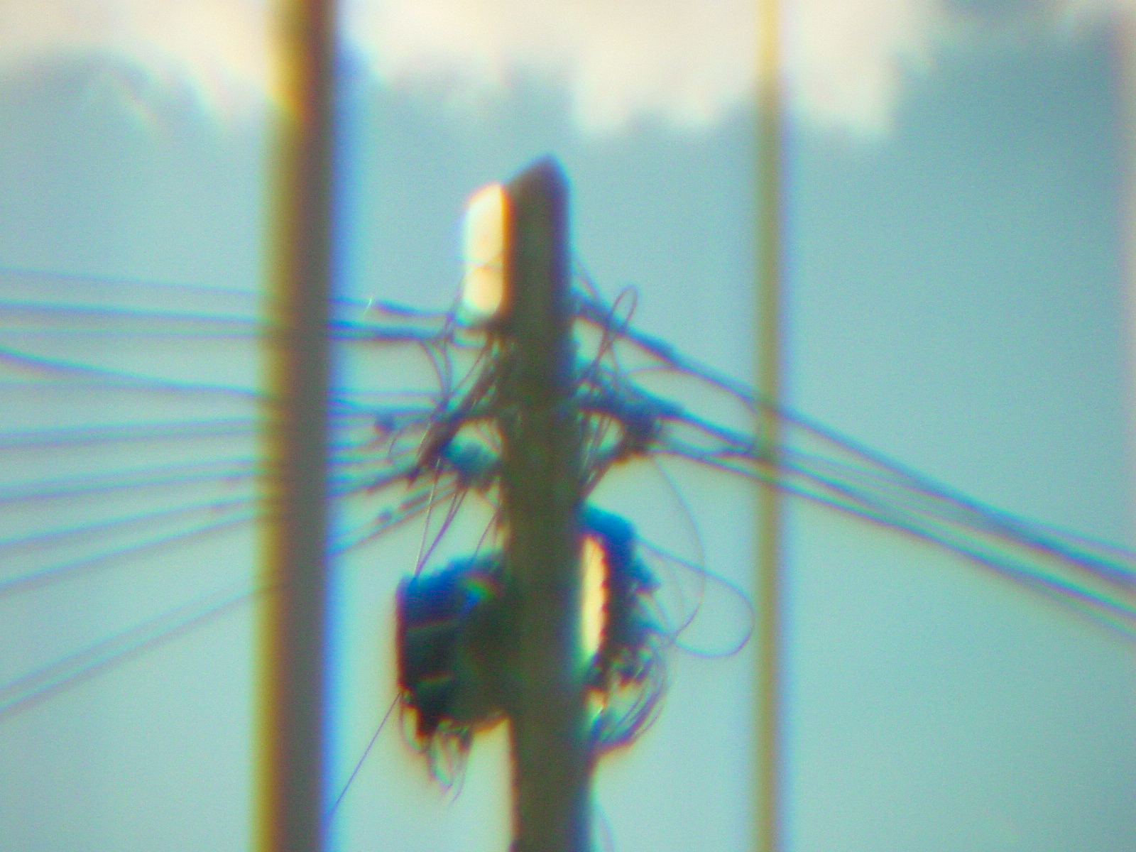 Through the Blinds.png