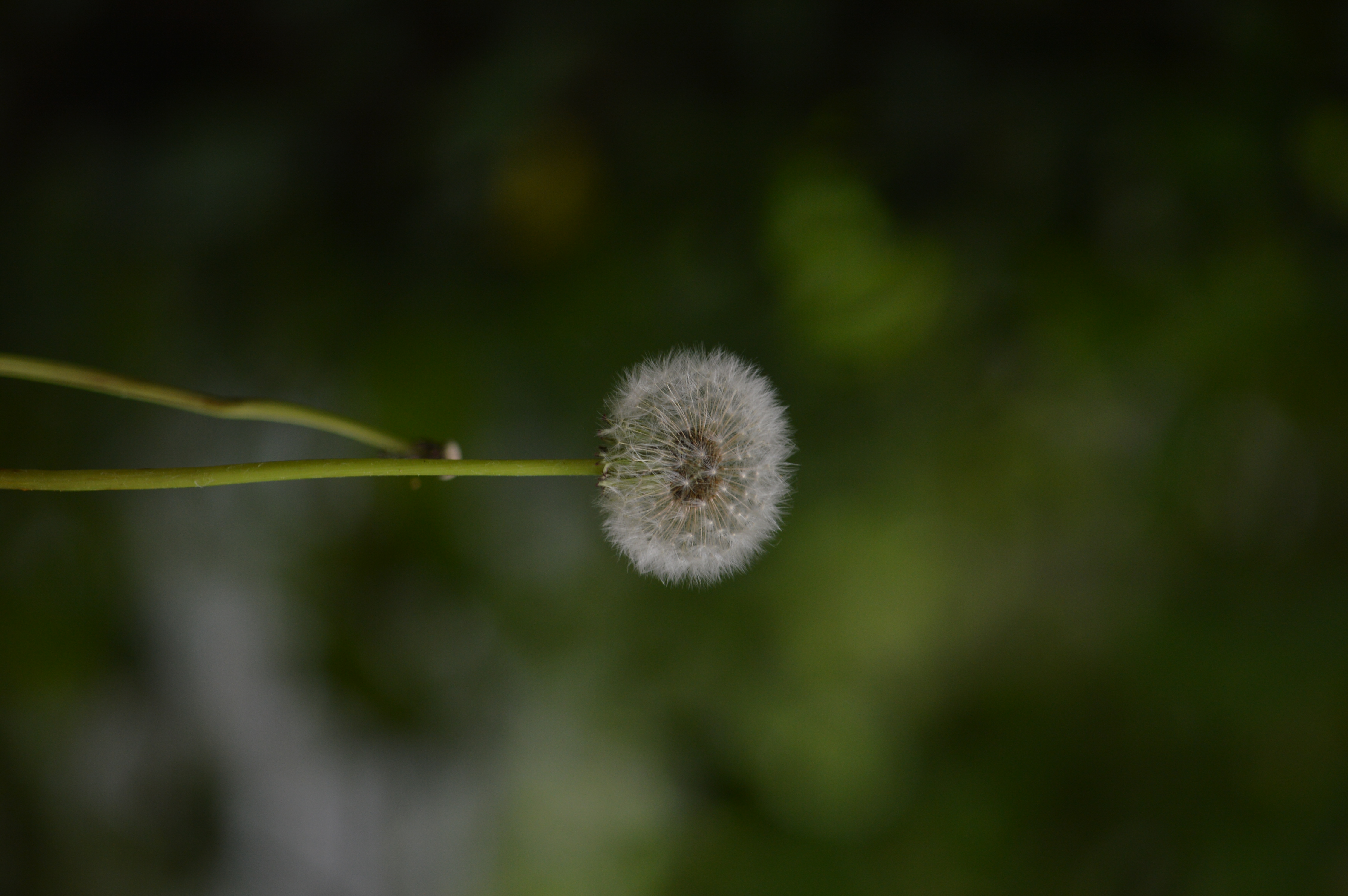 DSC_2042.JPG