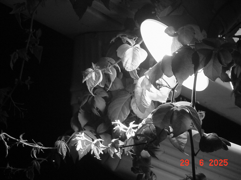 20250630-DSC05525.JPG