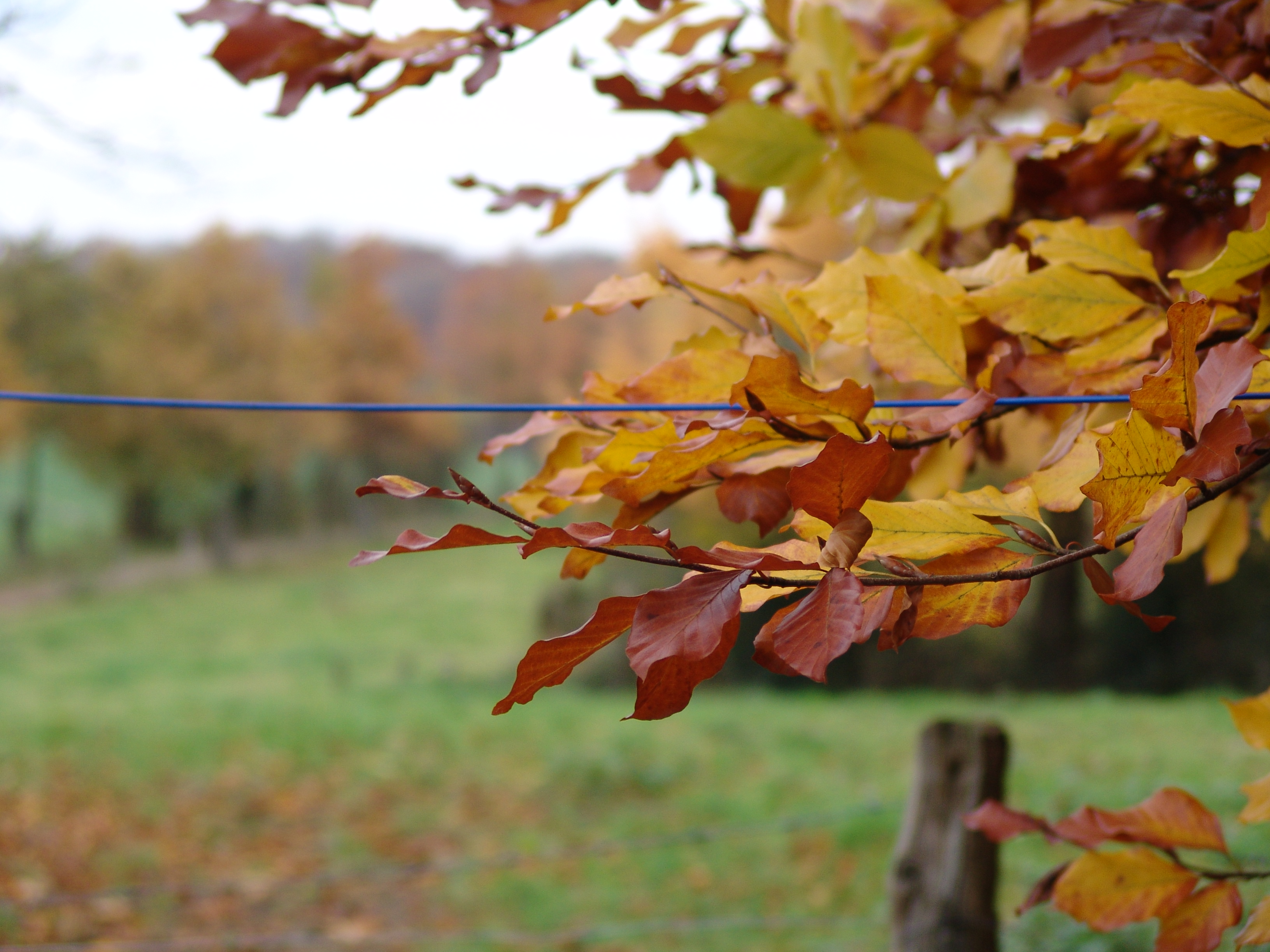 DSC00016.JPG