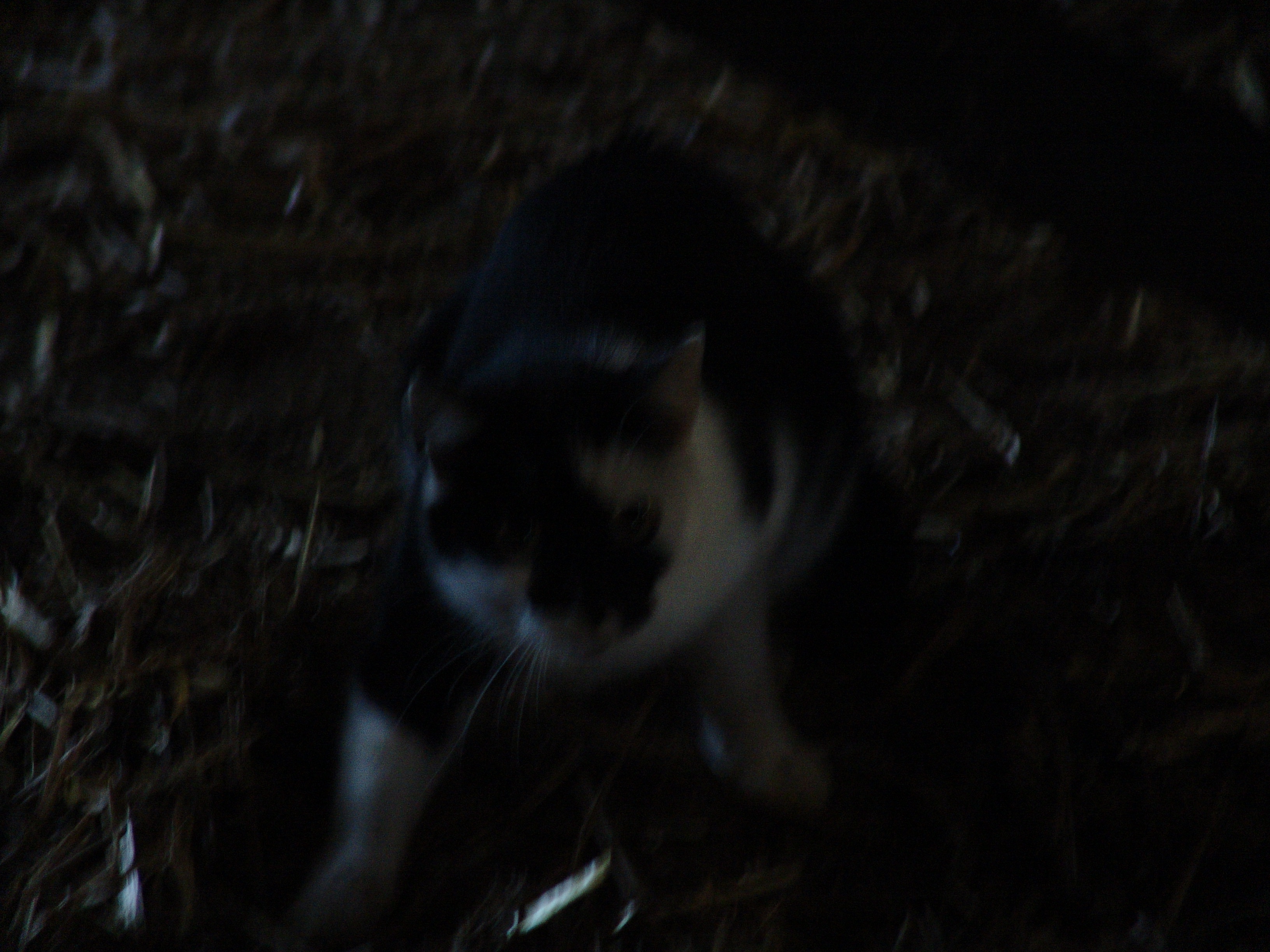 DSC00029.JPG