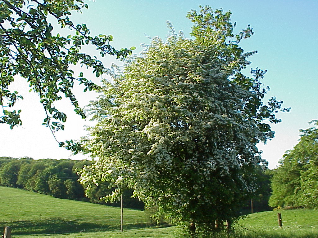 MVC-023X.JPG