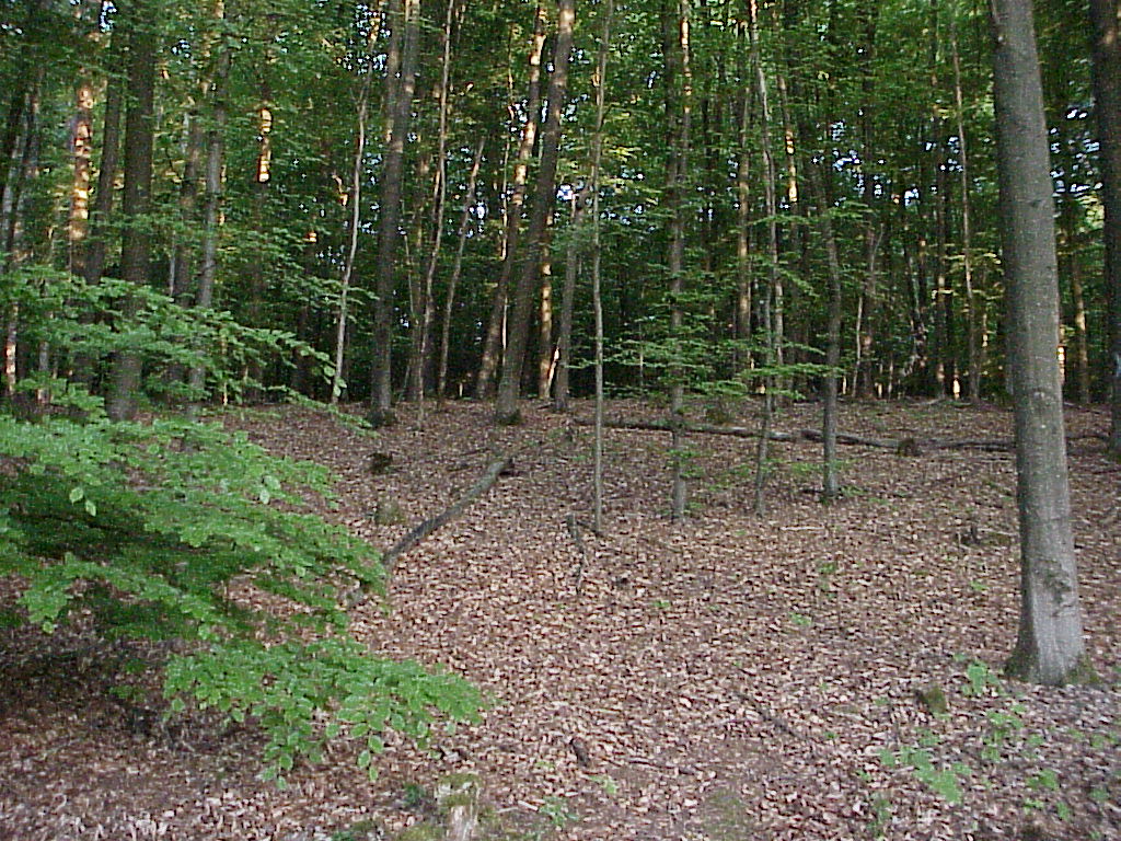 MVC-087X.JPG