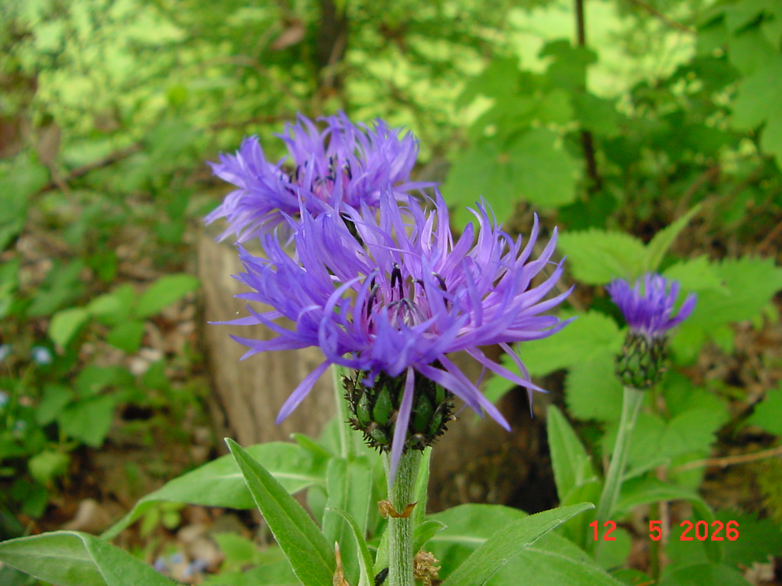 DSC00411.JPG