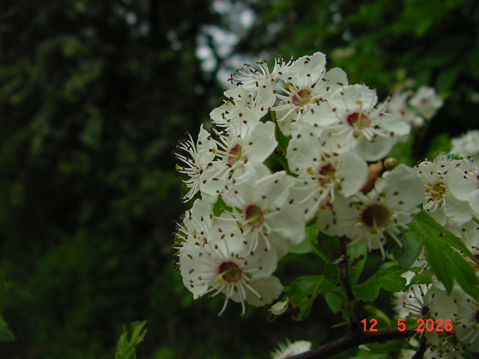 DSC00416.JPG