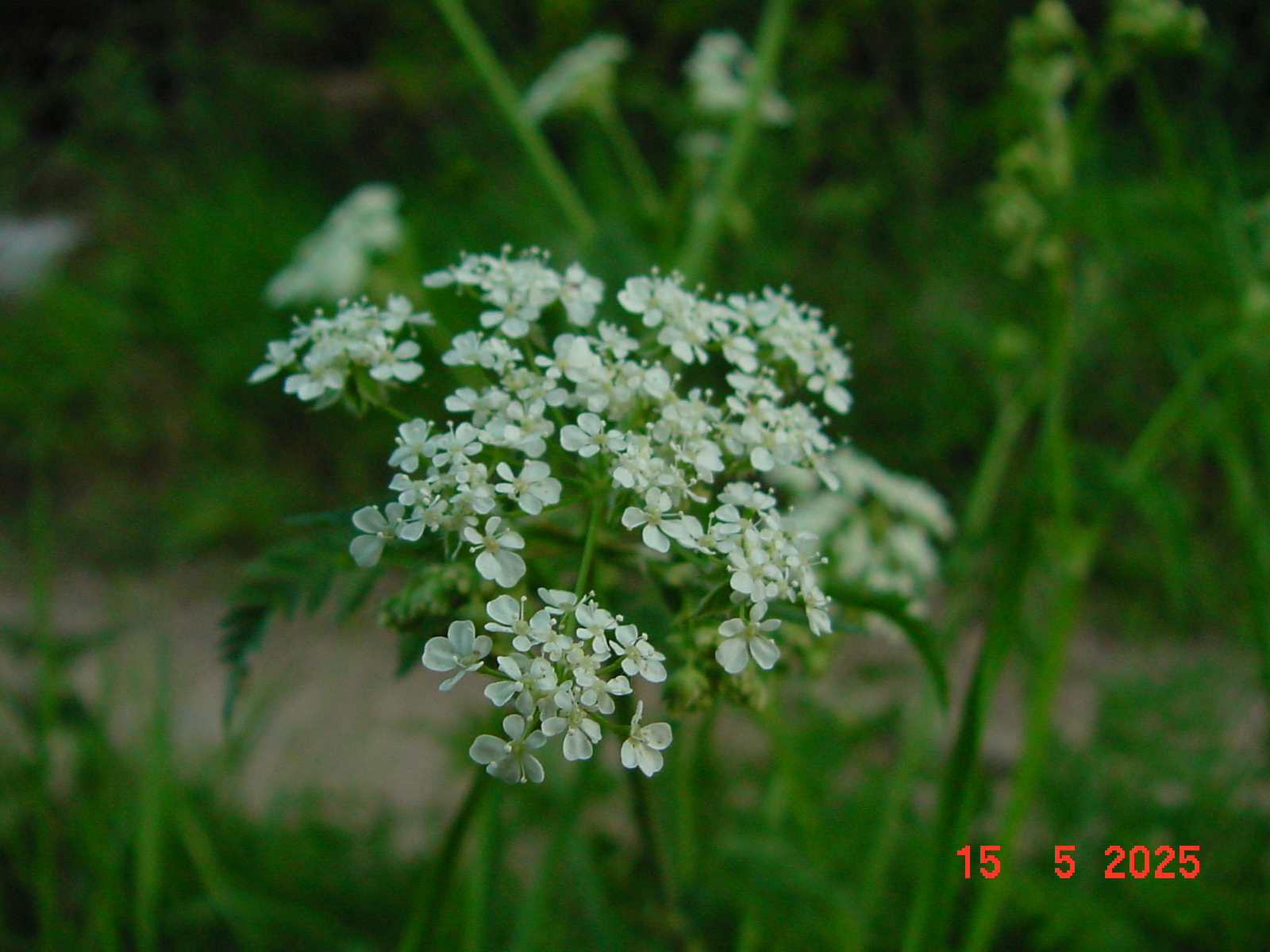DSC00241.JPG