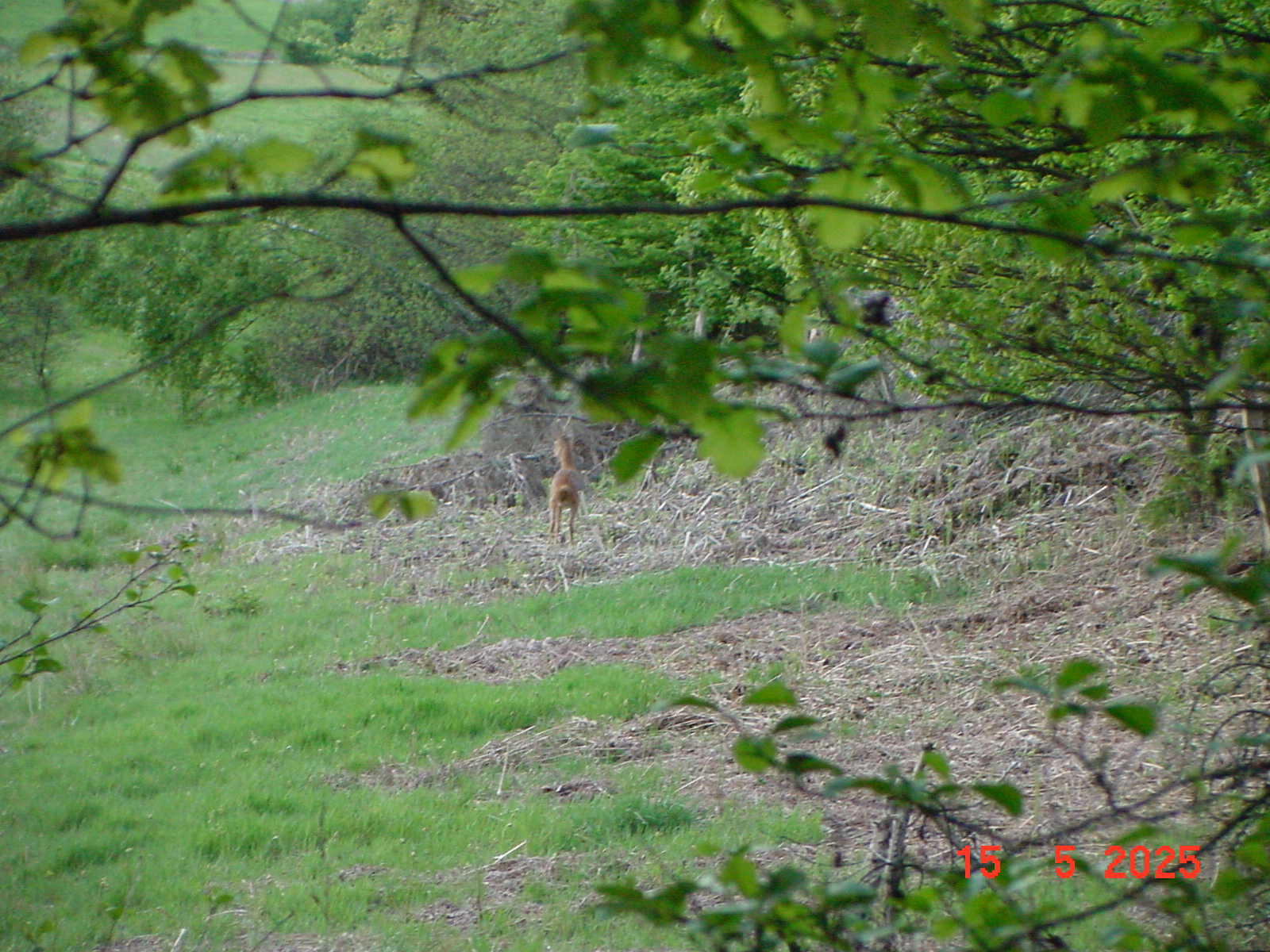 DSC00248.JPG