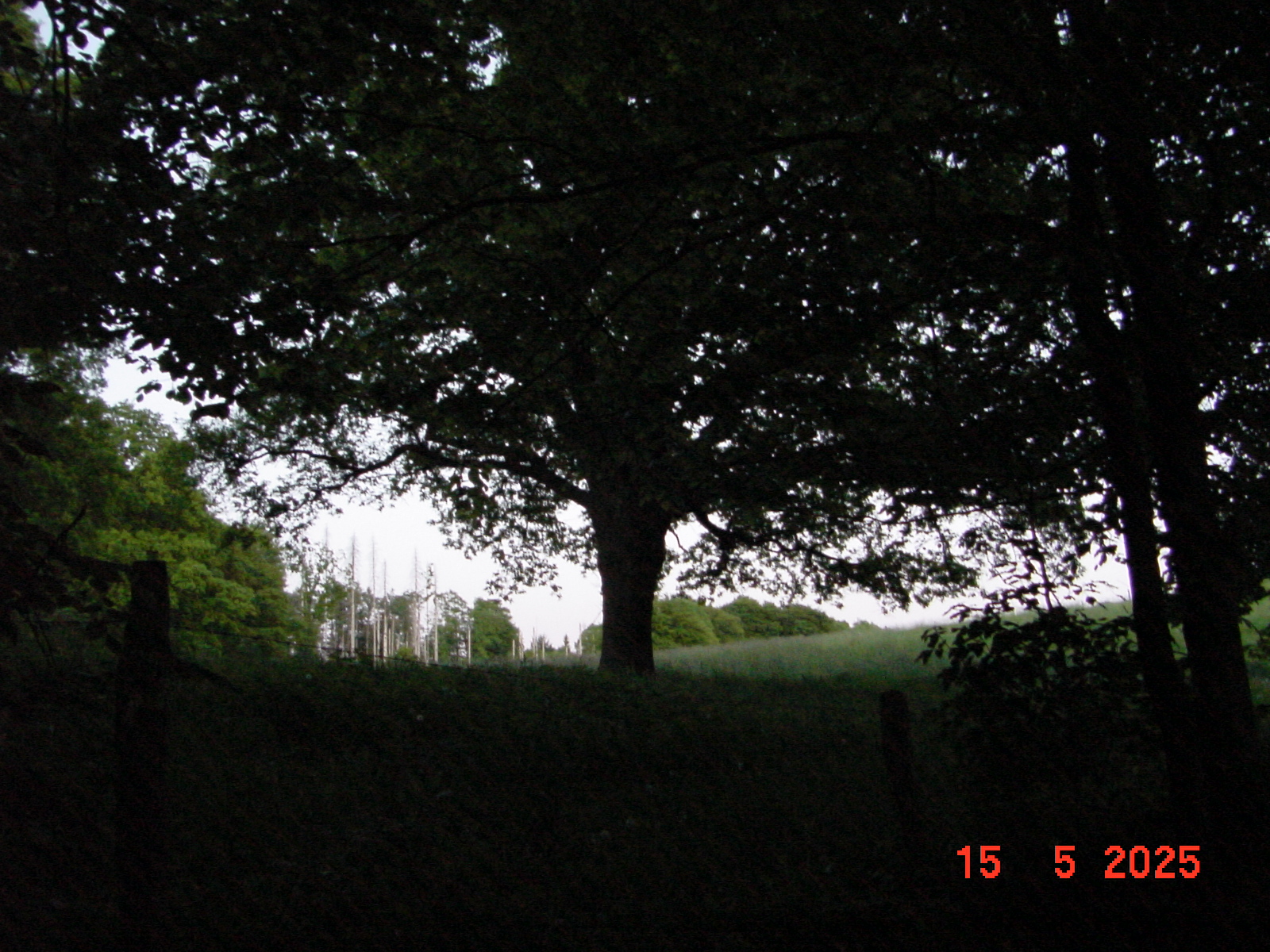 DSC00263.JPG