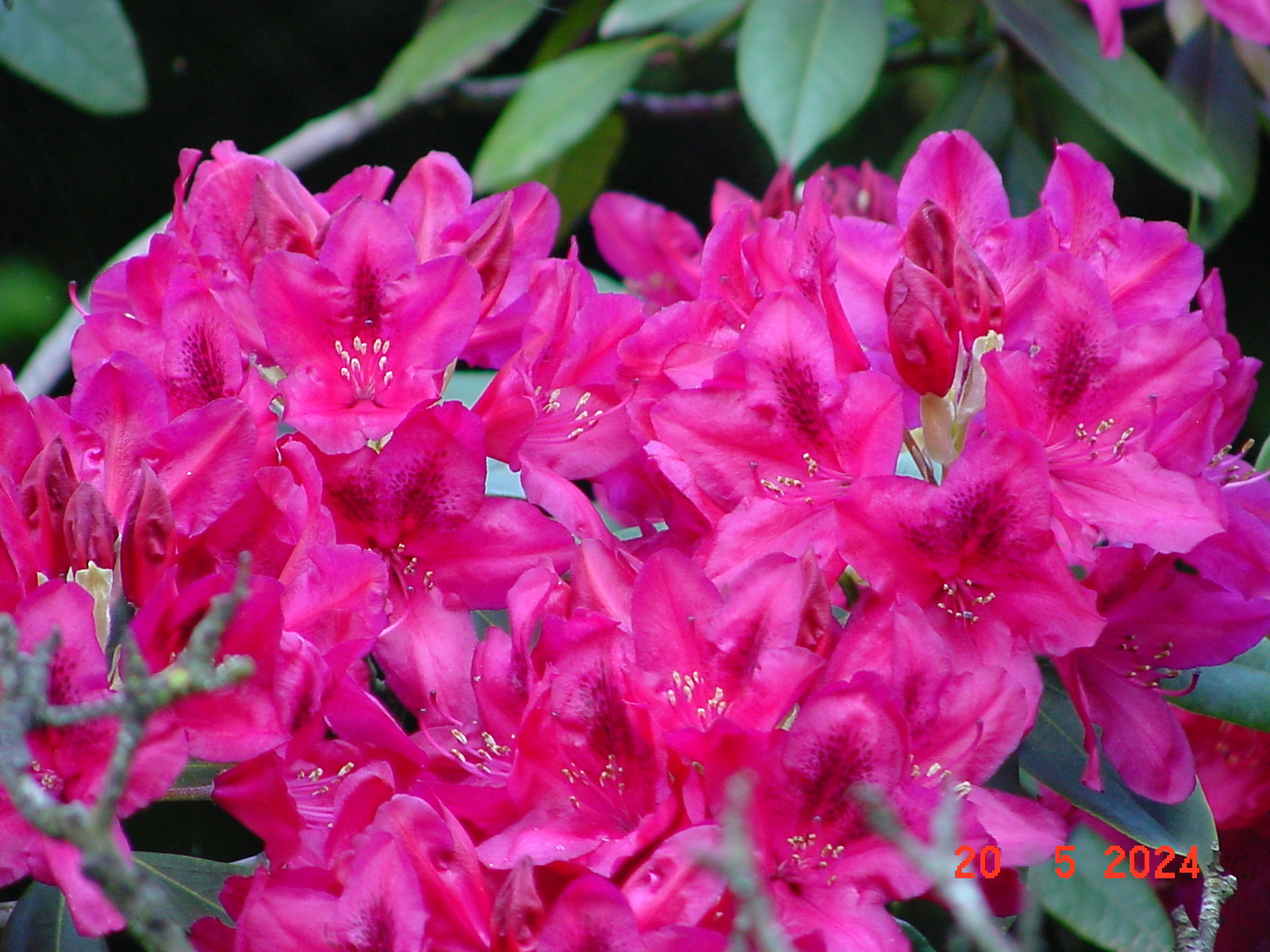 DSC00051.JPG
