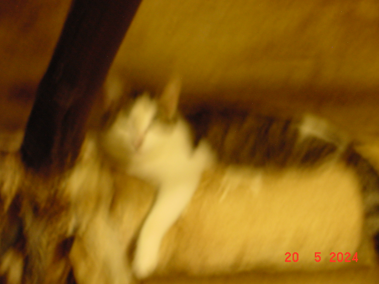 DSC00082.JPG