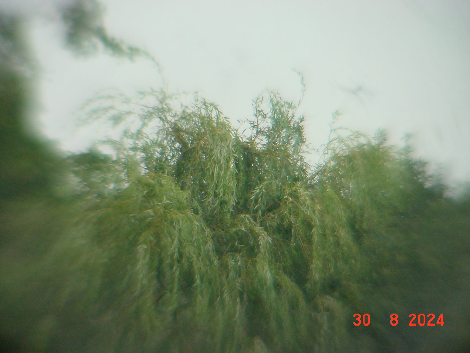 DSC00162.JPG