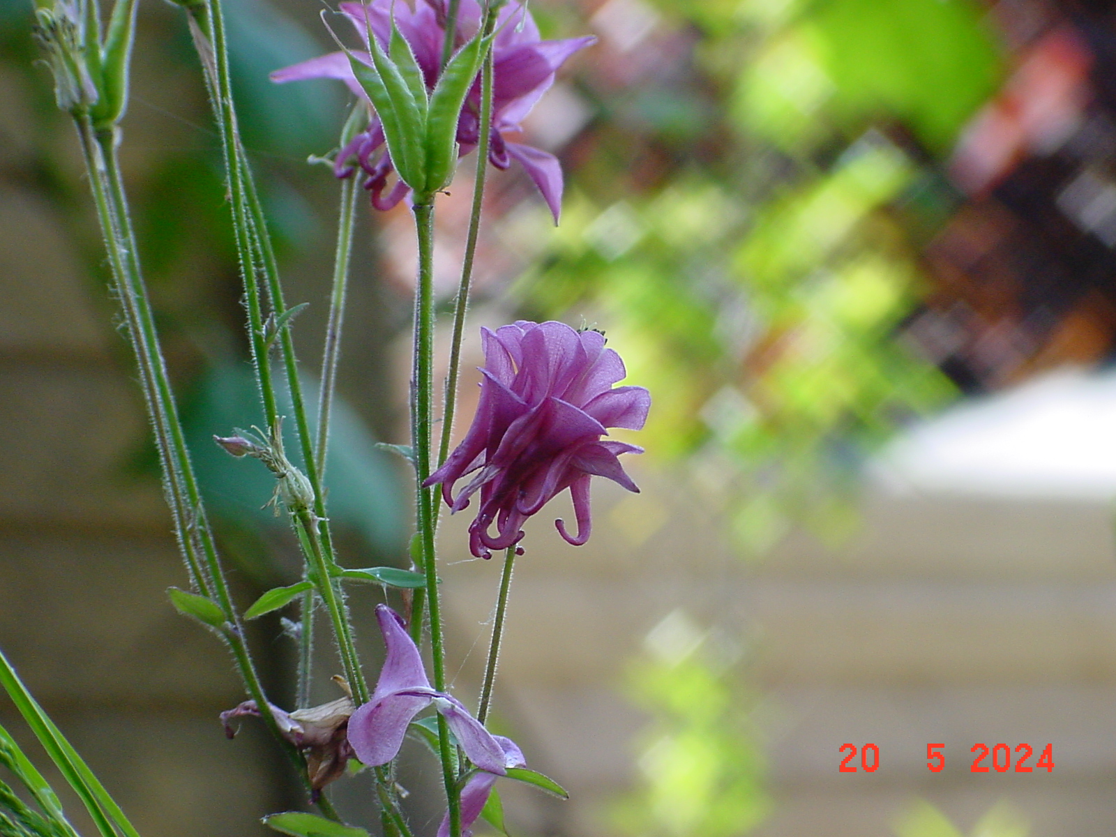 DSC00047.JPG