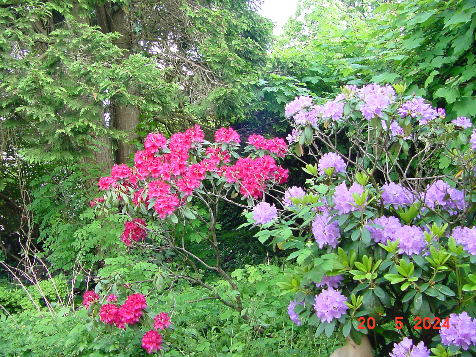 DSC00054.JPG