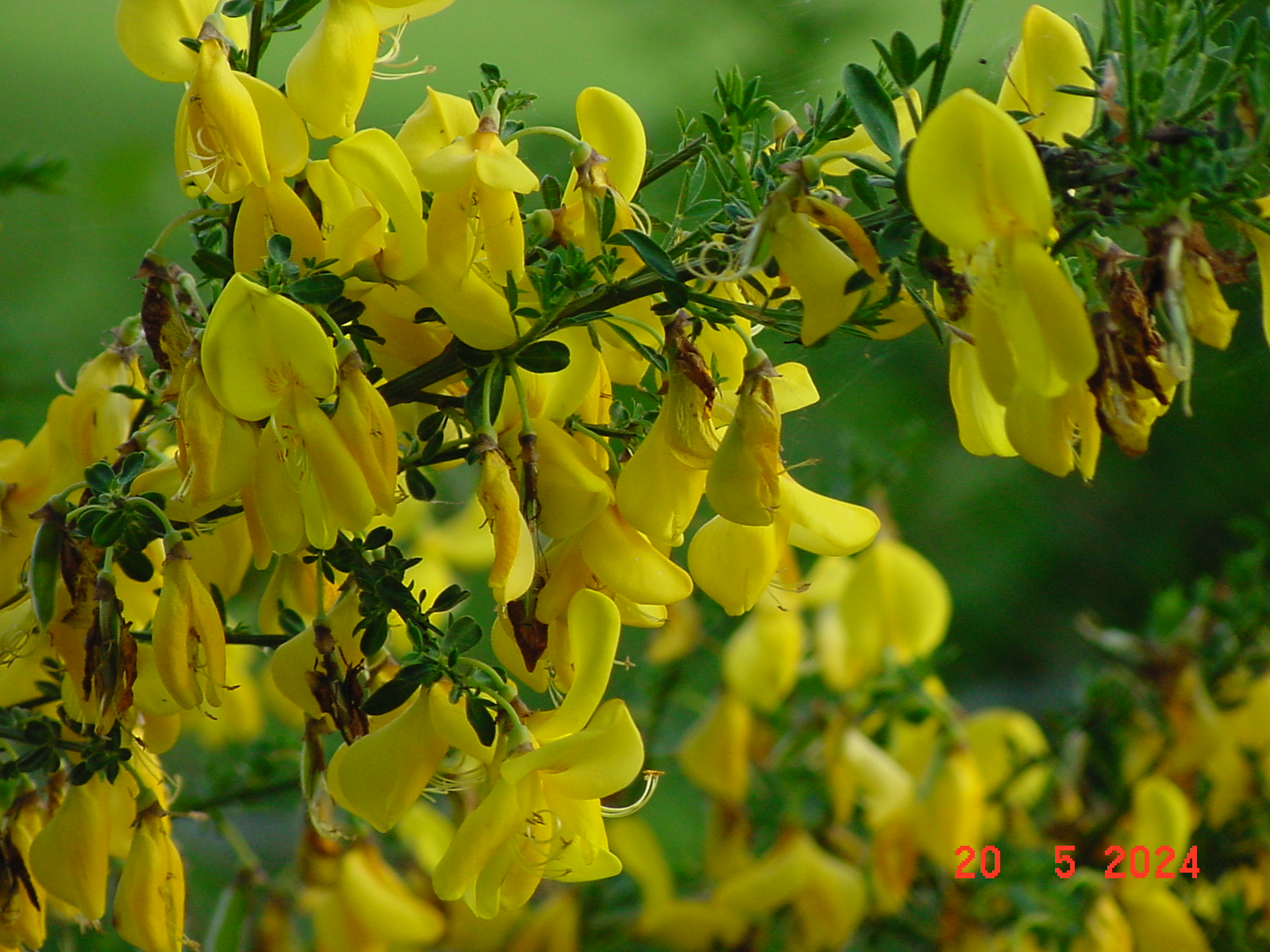 DSC00078.JPG