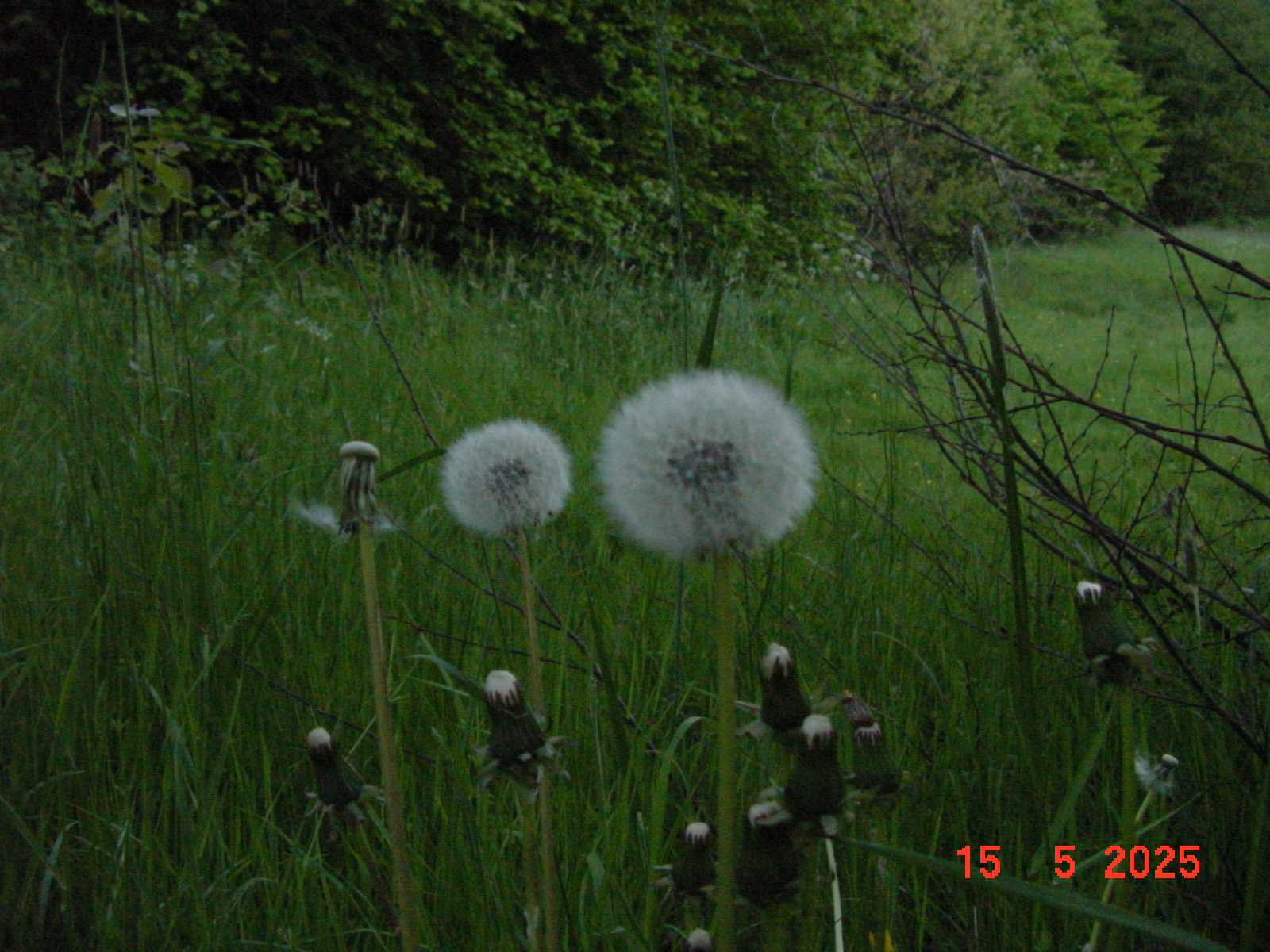 DSC00259.JPG