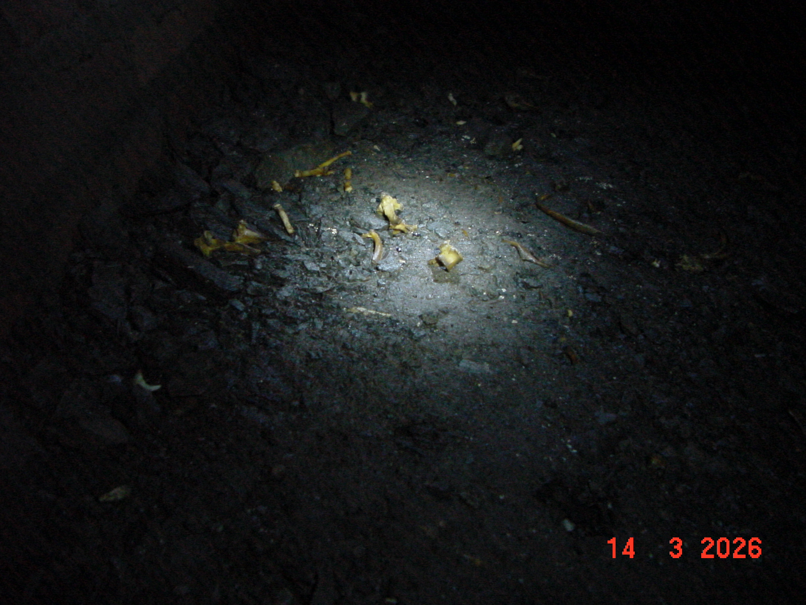 DSC00099.JPG