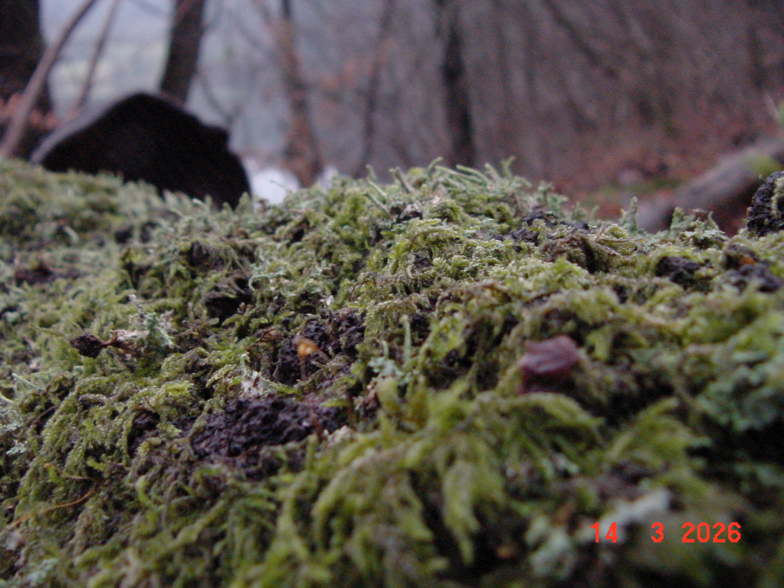 DSC00118.JPG