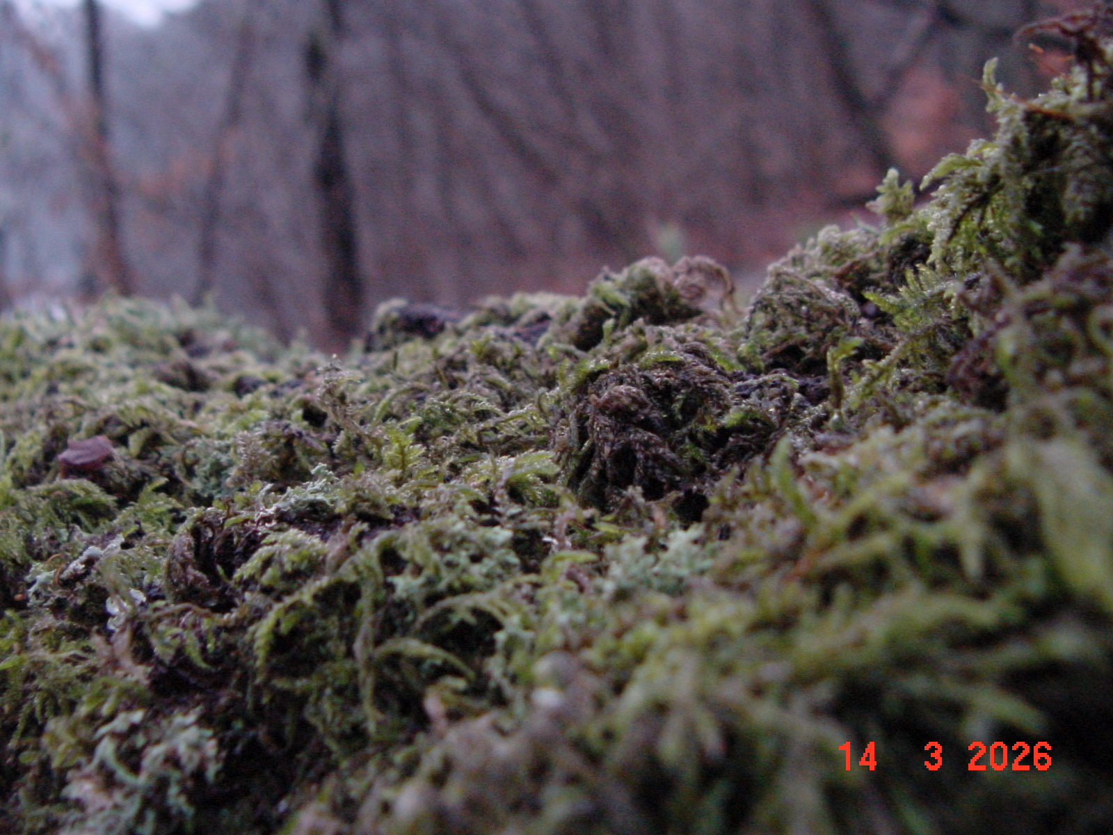 DSC00119.JPG