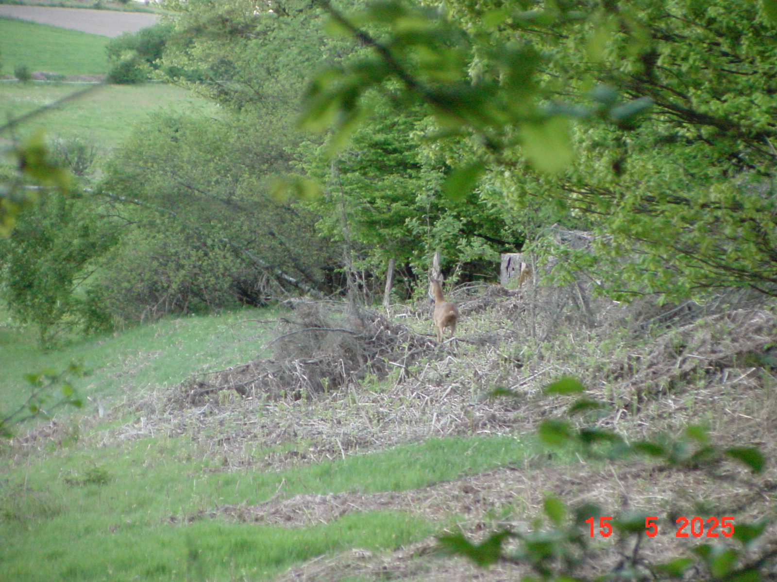 DSC00249.JPG