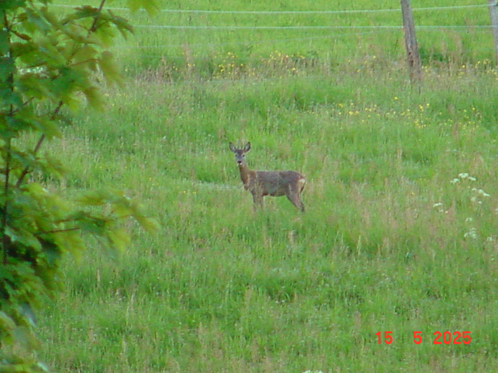 DSC00252.JPG