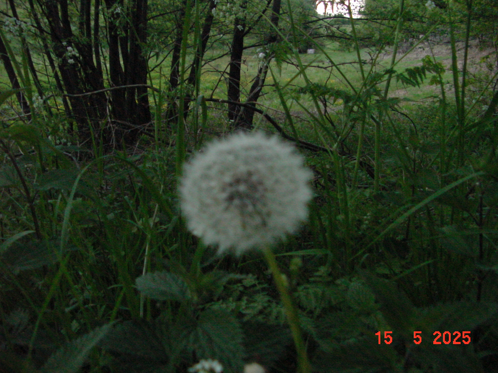 DSC00257.JPG