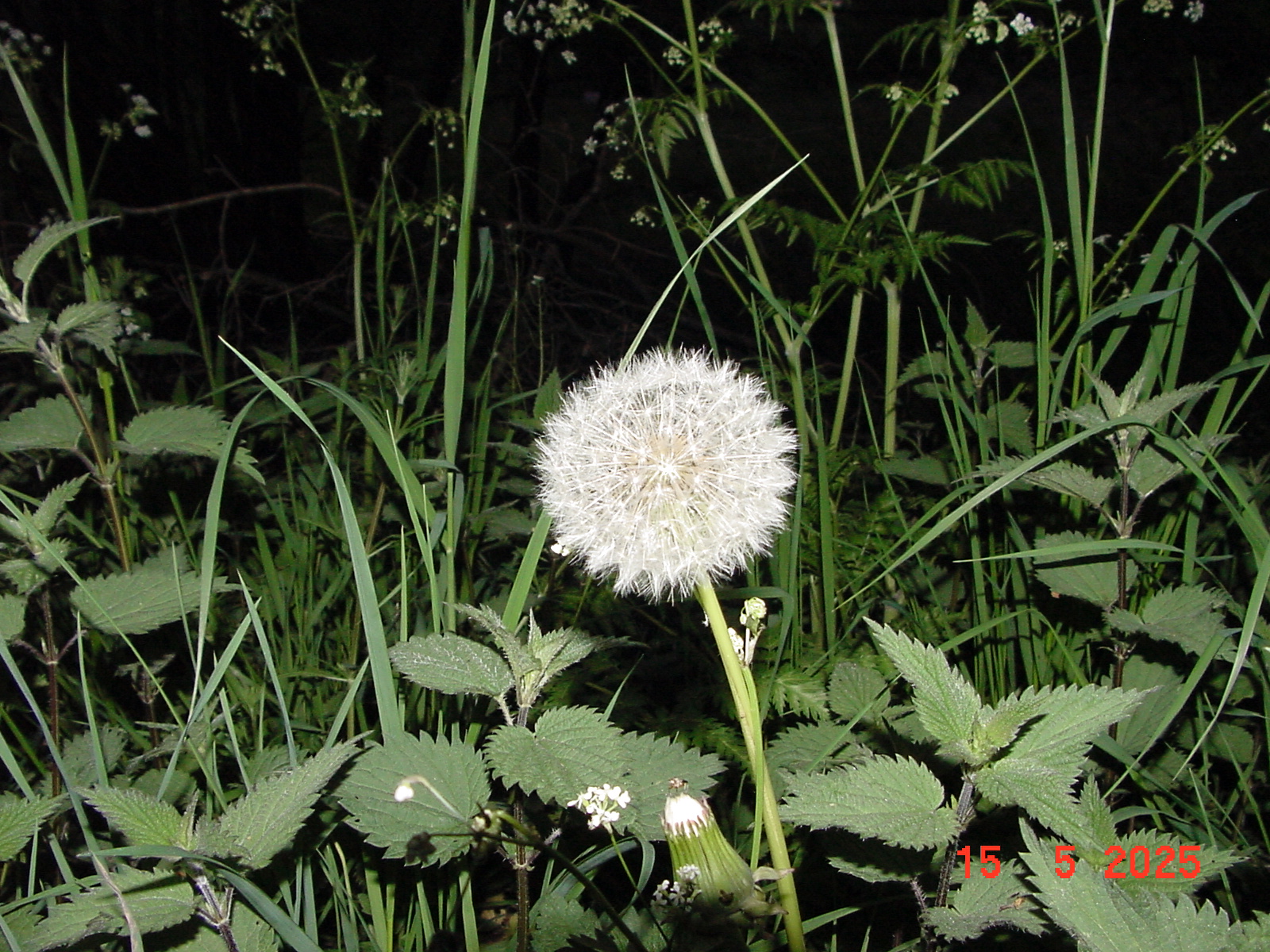 DSC00258.JPG