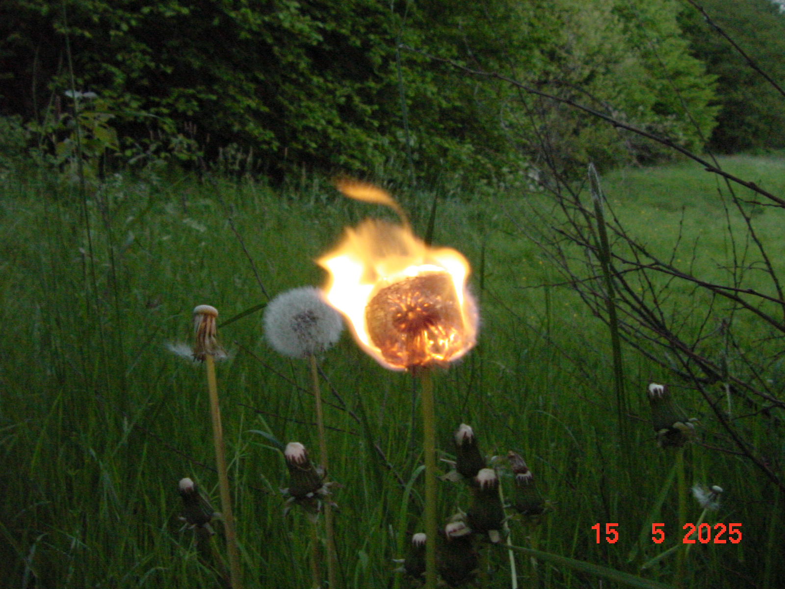 DSC00260.JPG