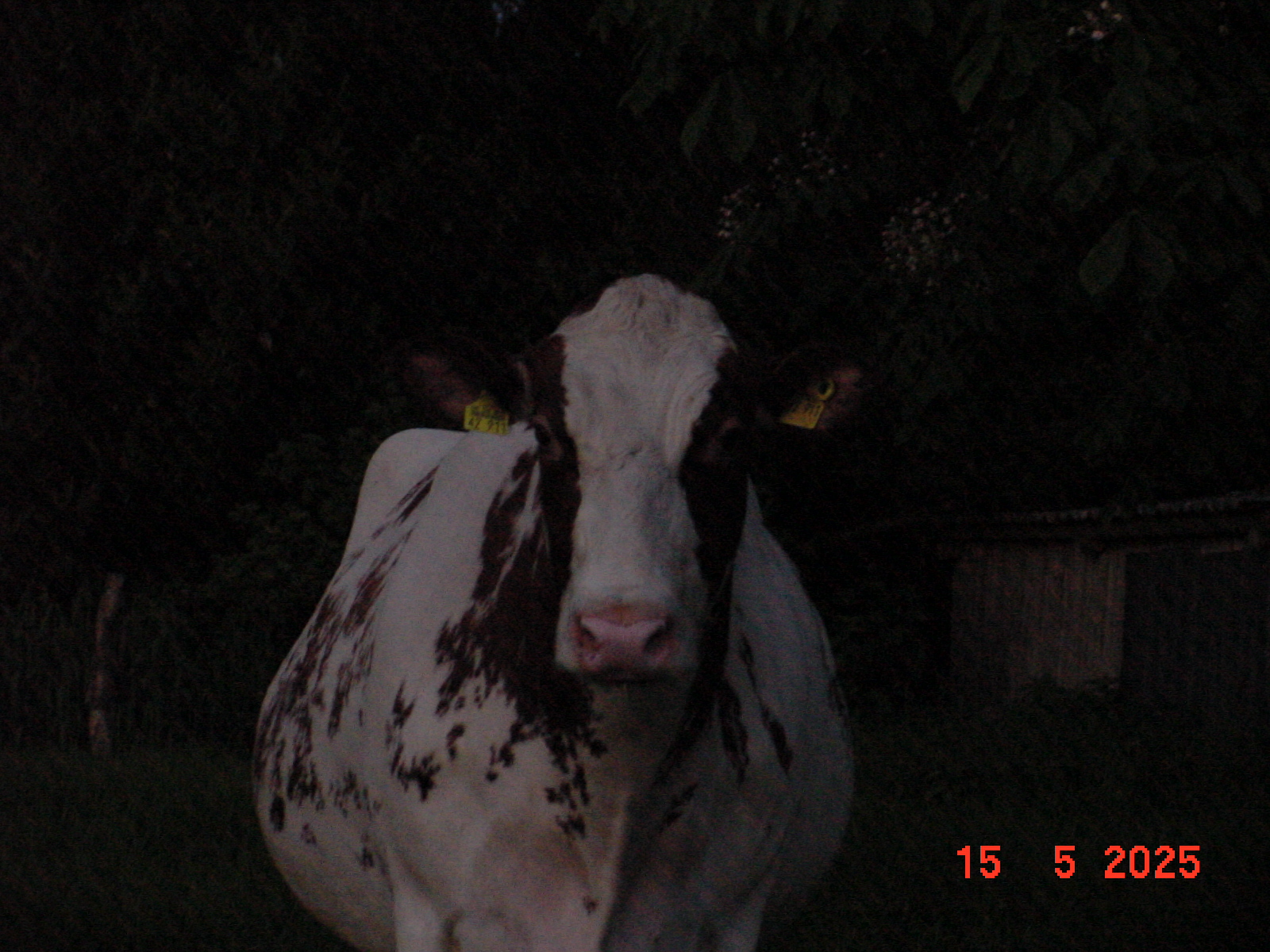 DSC00278.JPG