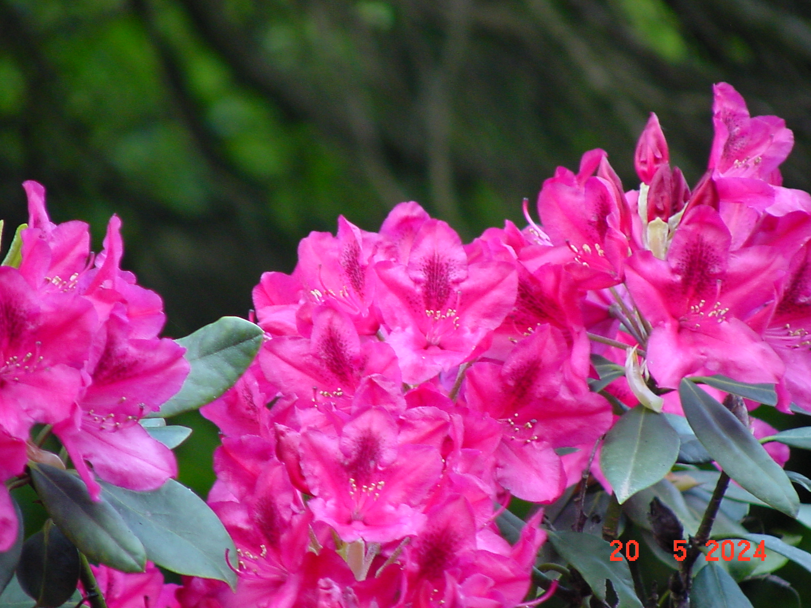 DSC00050.JPG