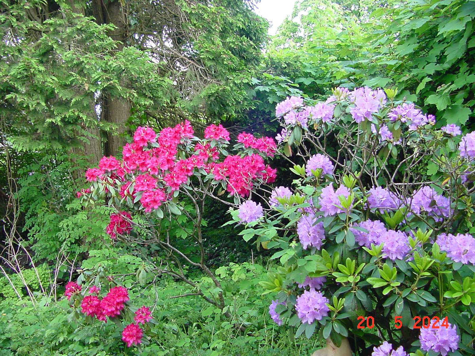 DSC00056.JPG