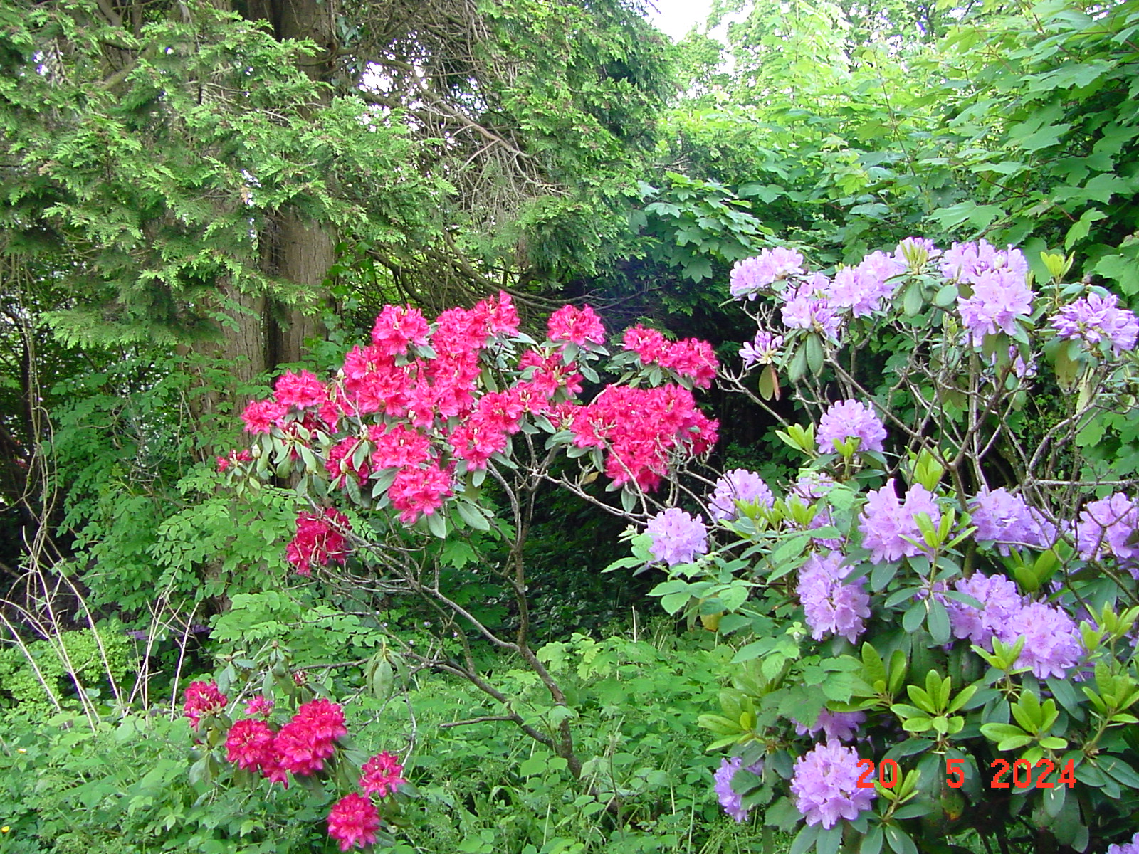 DSC00058.JPG
