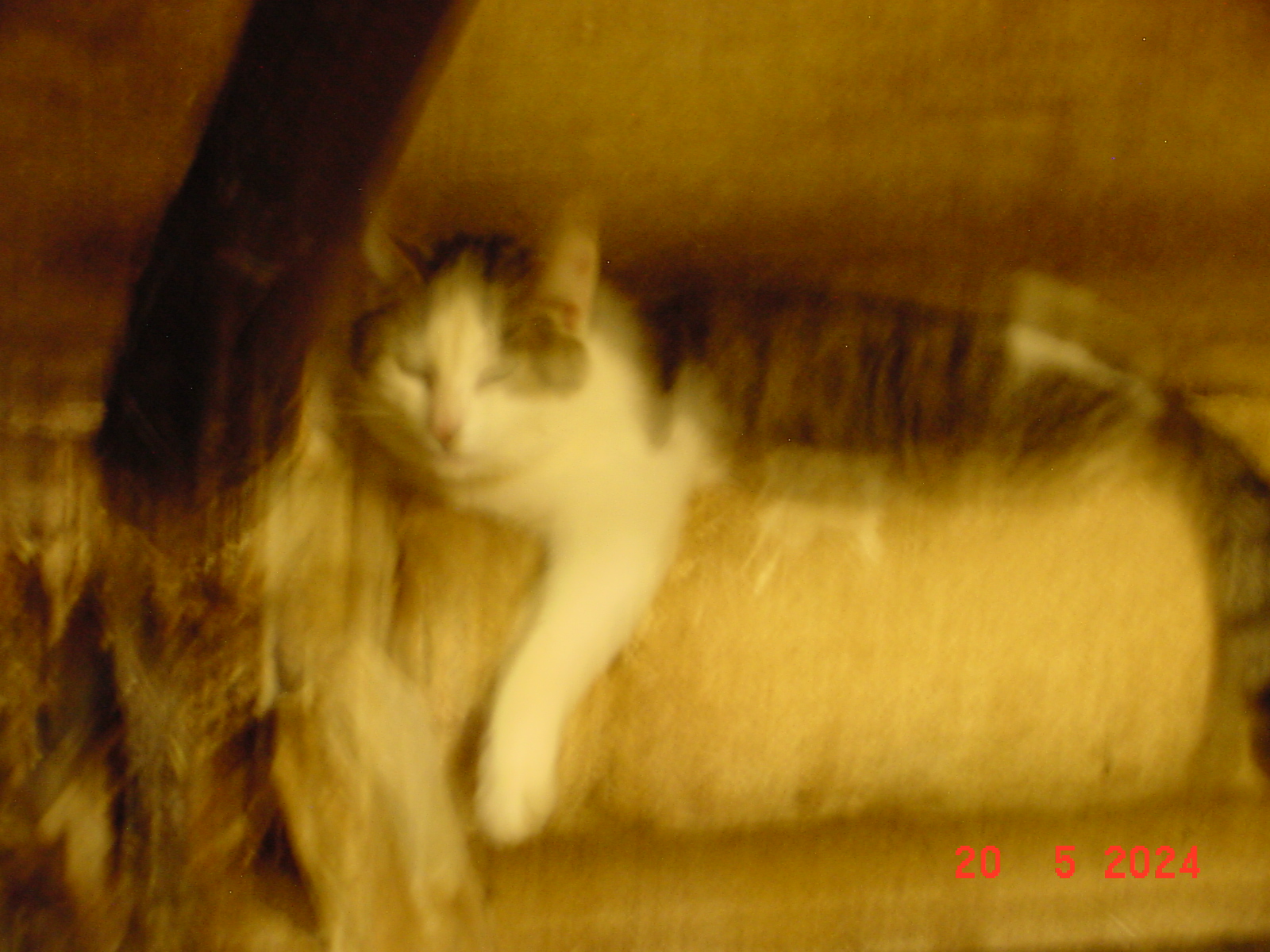DSC00083.JPG