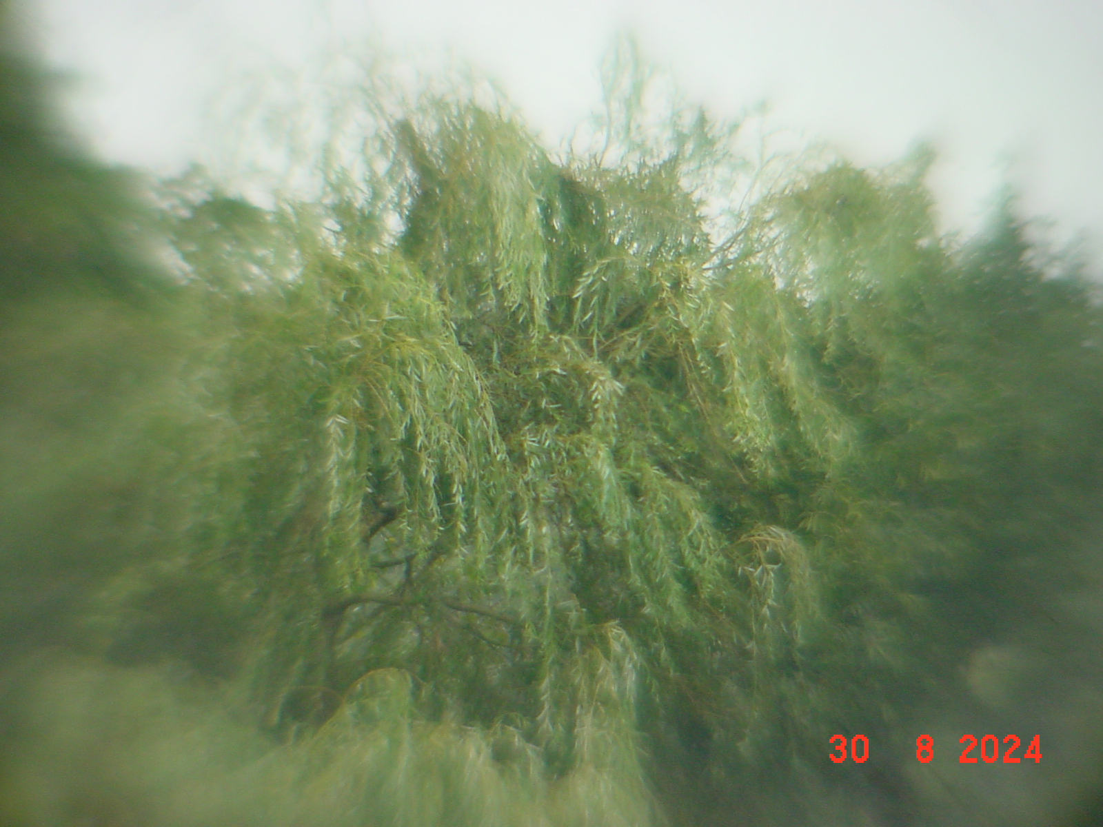 DSC00161.JPG