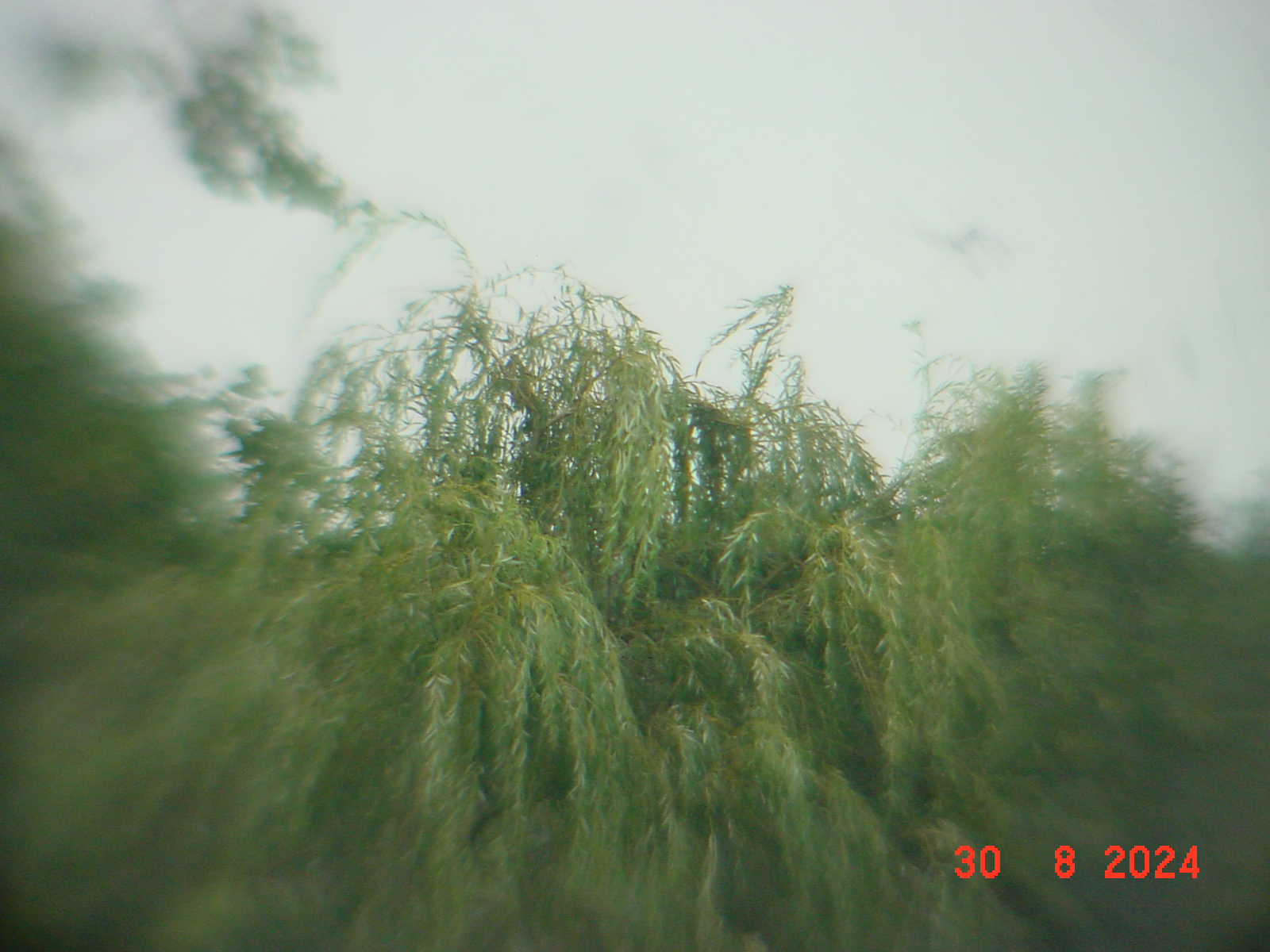 DSC00163.JPG