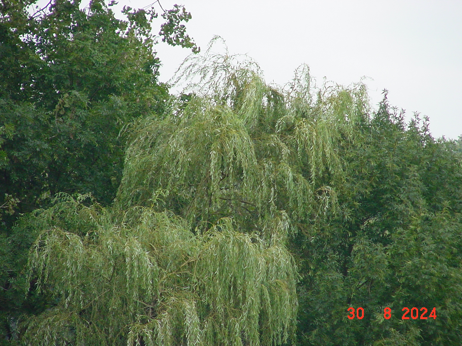 DSC00165.JPG