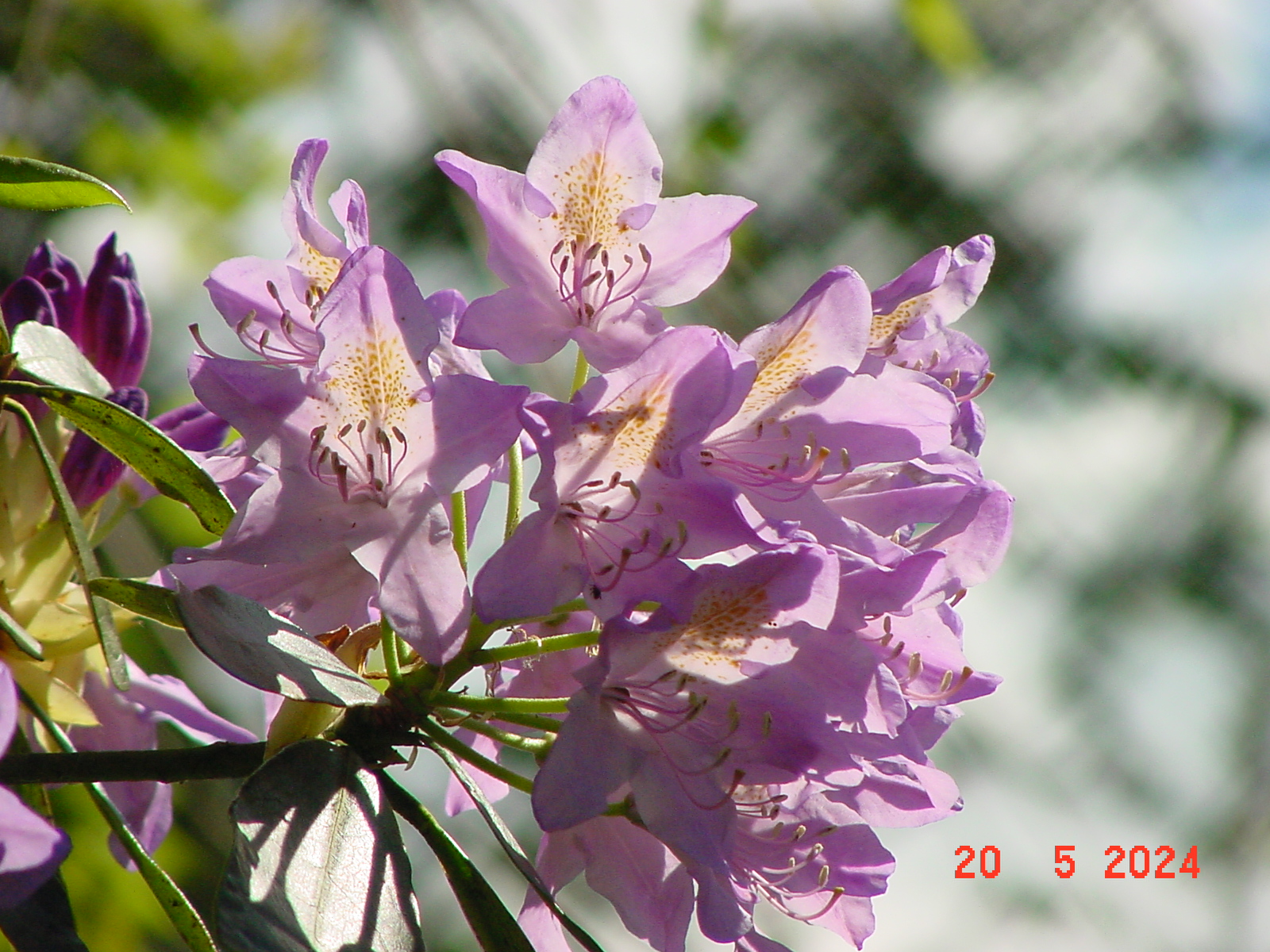 DSC00045.JPG
