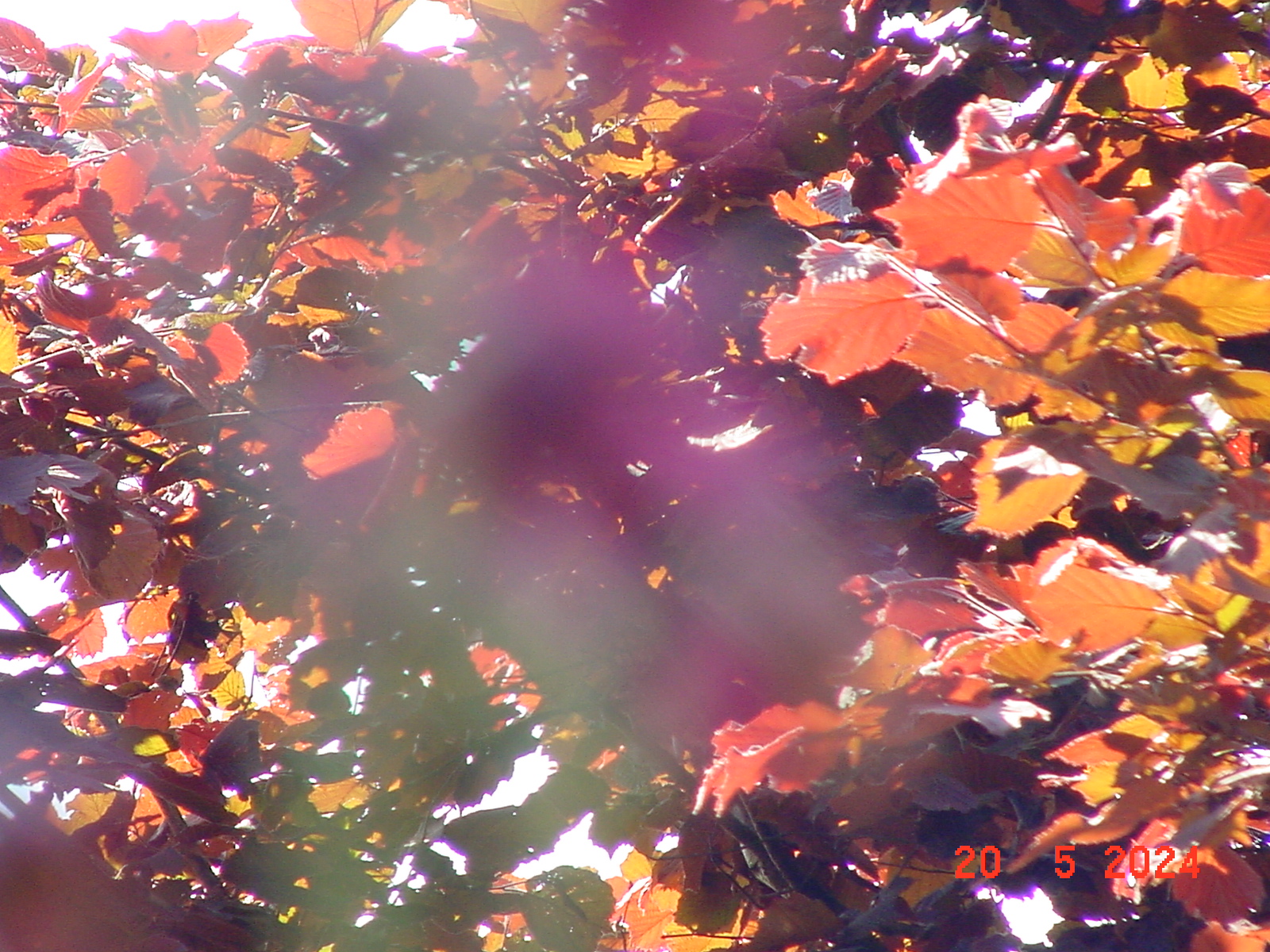 DSC00046.JPG