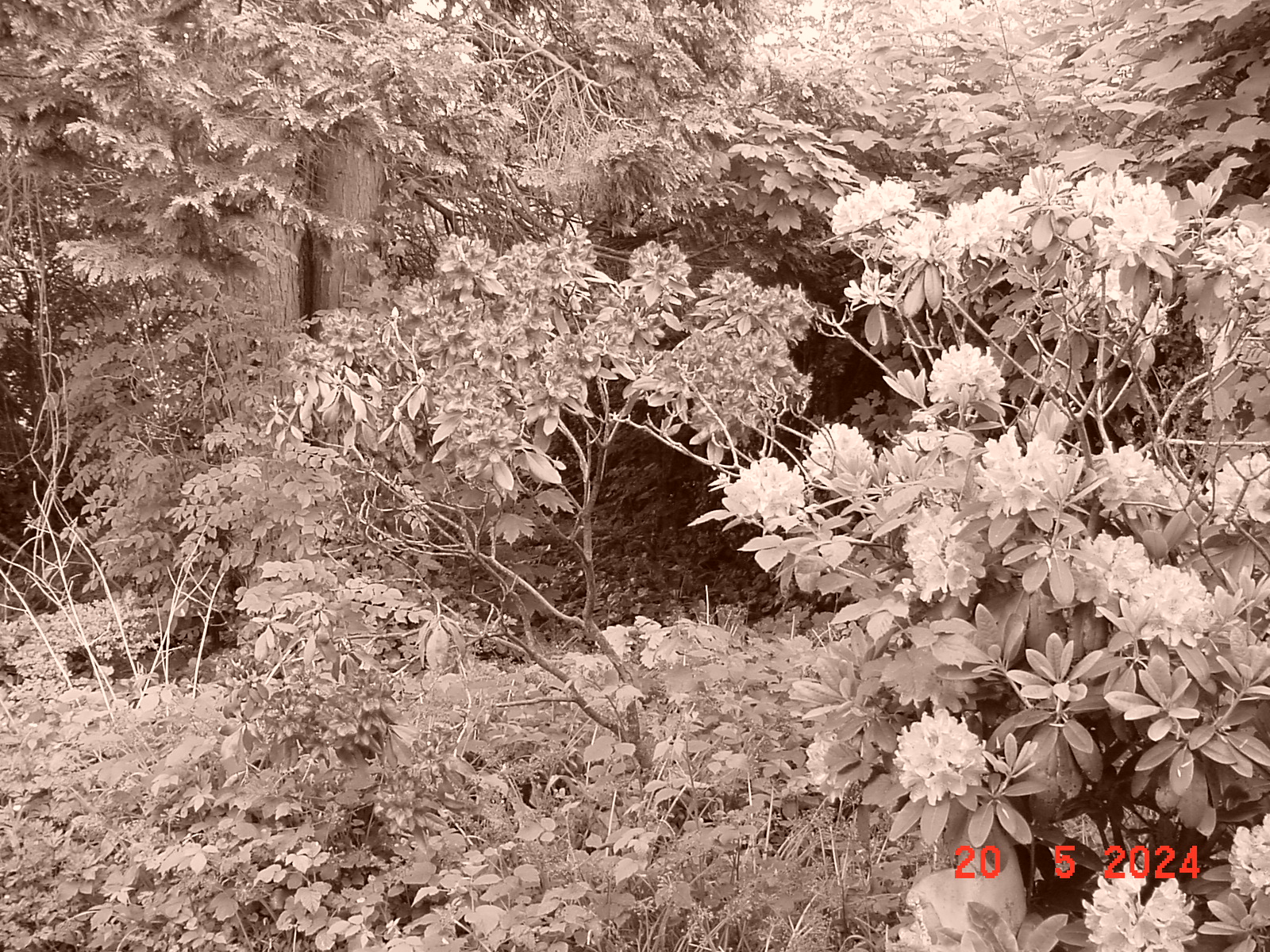 DSC00052.JPG