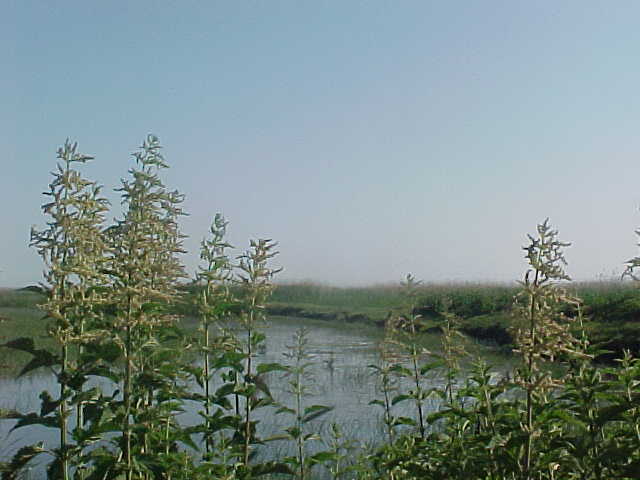 MVC-021S_1780670518996.JPG