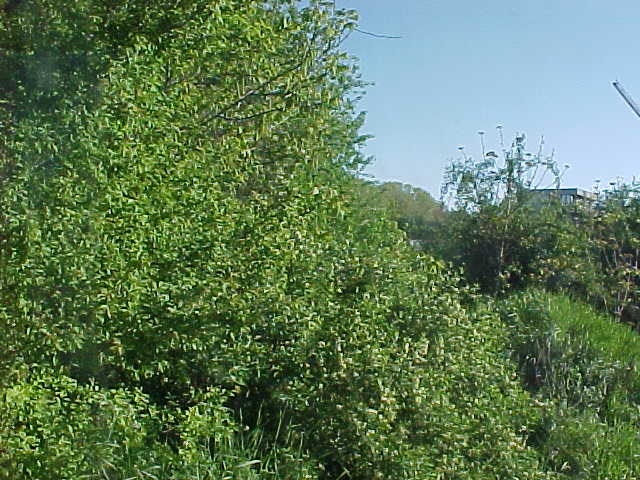MVC-007S_1777995721482.JPG