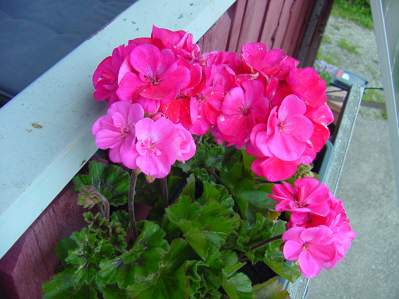 DSC00445_2.JPG