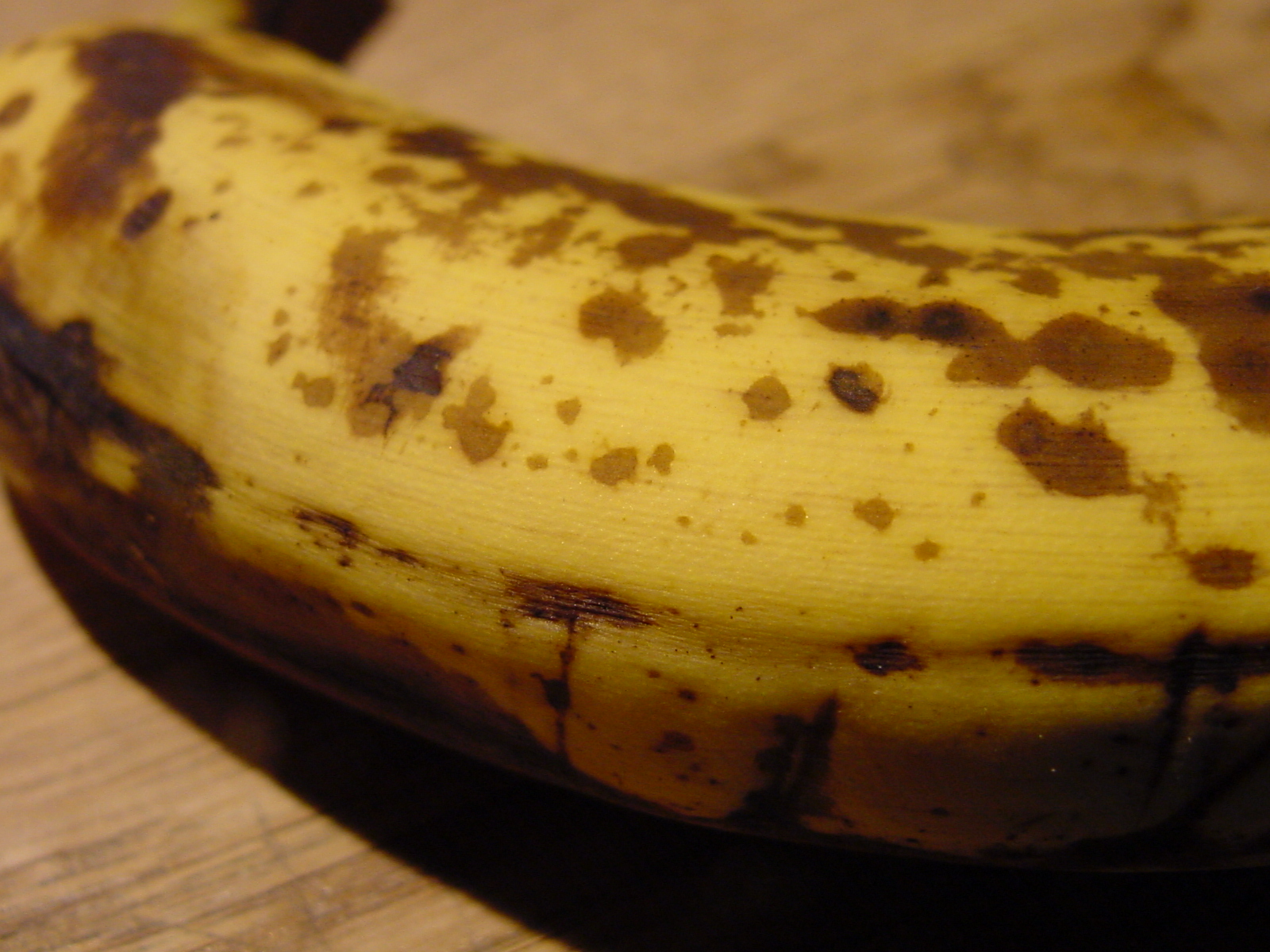 DSC00449_2.JPG