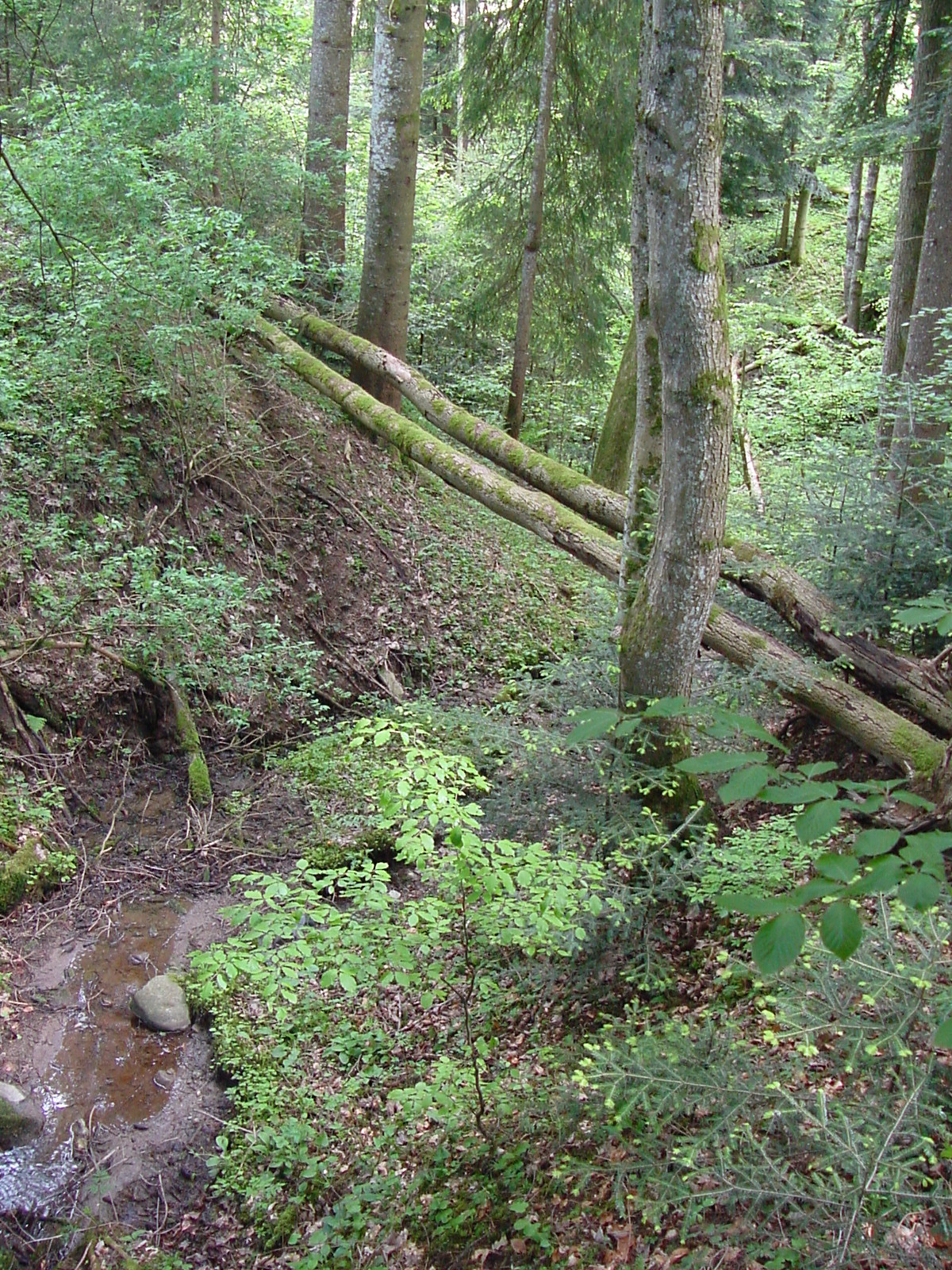 DSC00475.JPG